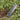 Dig 'n Rip Ultralight Backpacking Trowel (Dig N Rip Root Cutter) - Hilltop Packs LLC