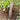 Dig 'n Rip Ultralight Backpacking Trowel (Dig N Rip Root Cutter) - Hilltop Packs LLC